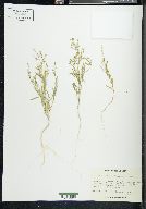 Chenopodium subglabrum image