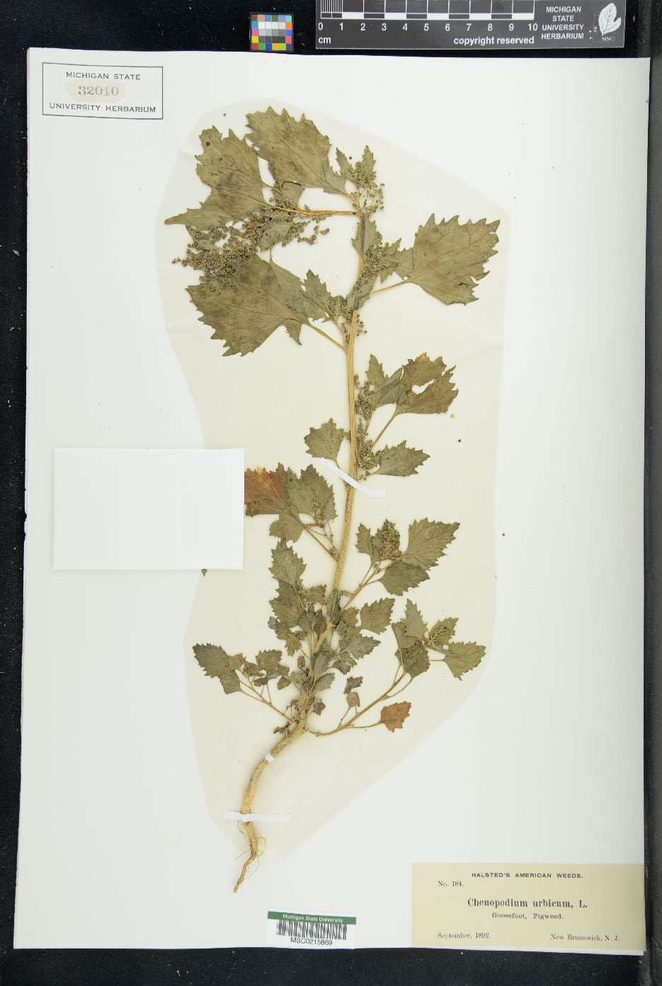 Oxybasis urbica image