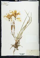 Iris douglasiana image