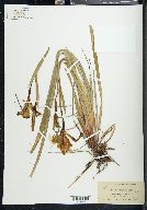 Iris longipetala image