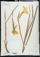 Iris longipetala image