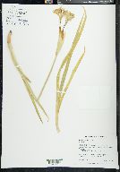 Iris missouriensis image