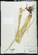 Iris missouriensis image