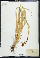 Iris missouriensis image