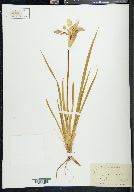Iris missouriensis image