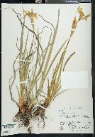 Iris missouriensis image