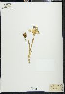 Iris pumila image