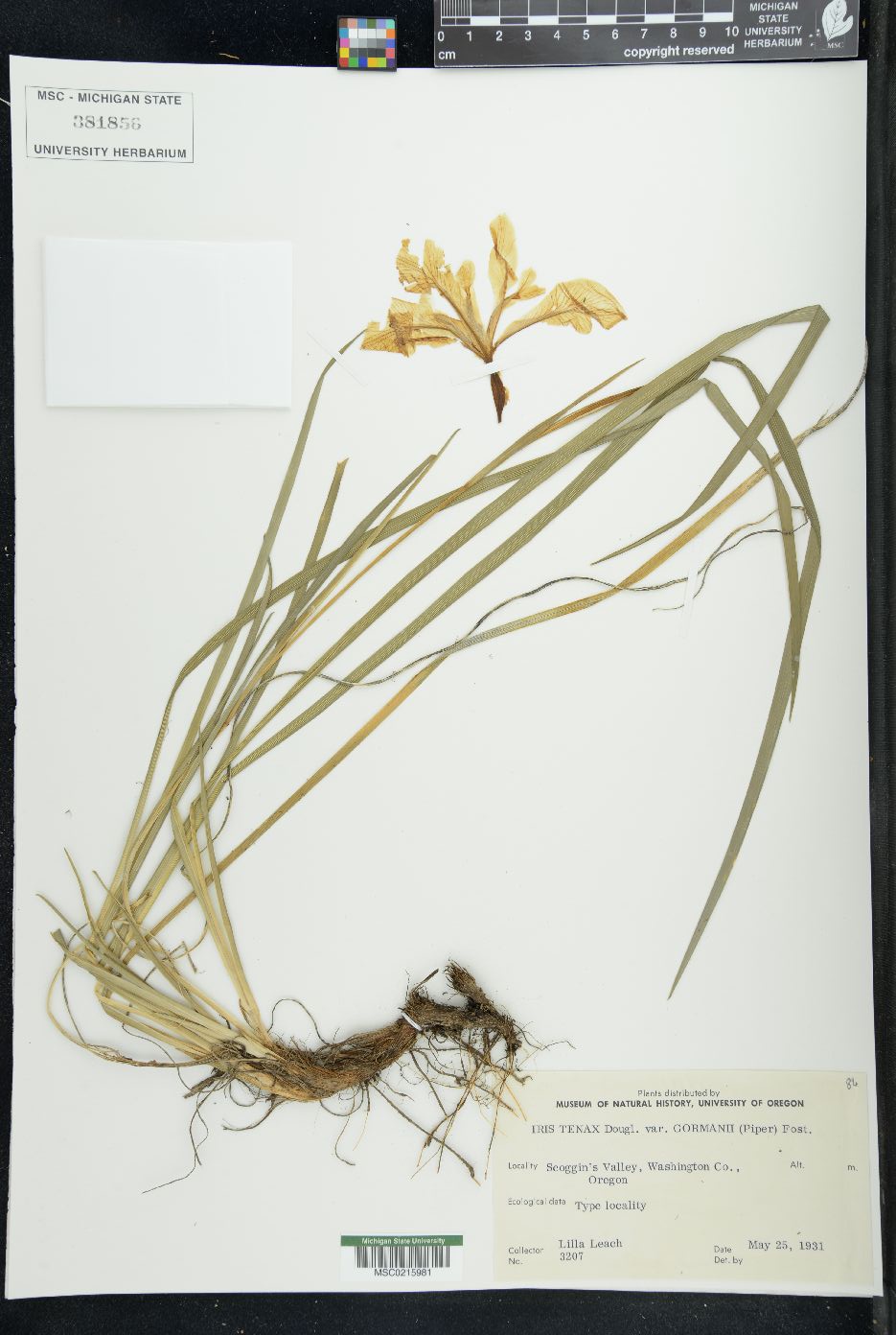 Iris tenax var. gormanii image