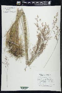 Deschampsia flexuosa image