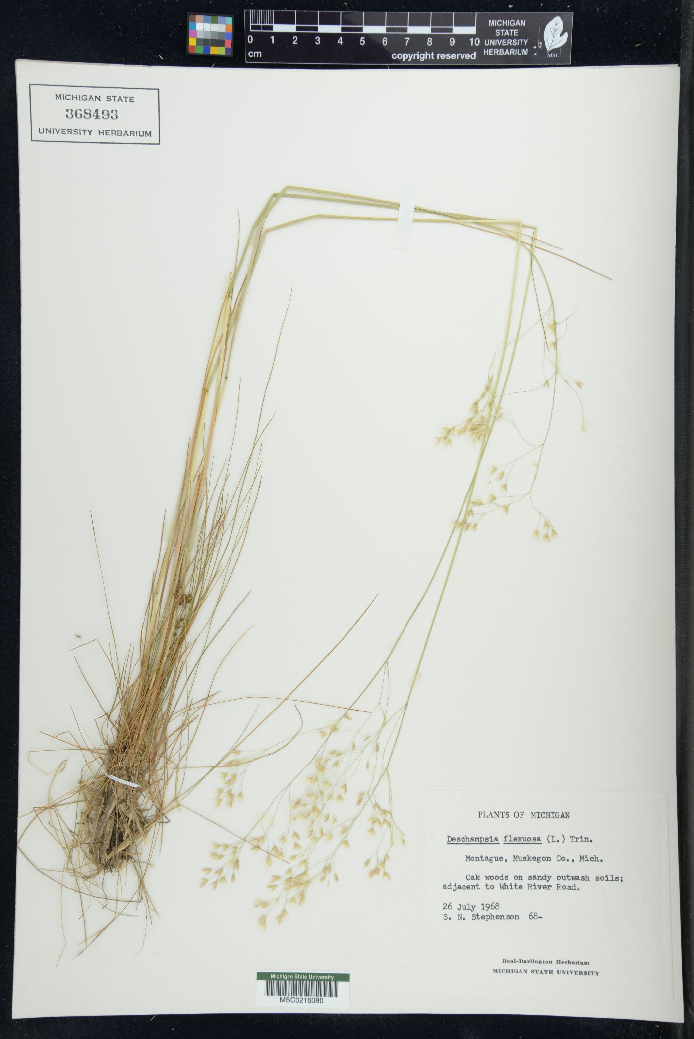 Deschampsia flexuosa image