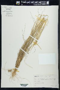 Deschampsia flexuosa image