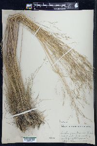 Deschampsia flexuosa image