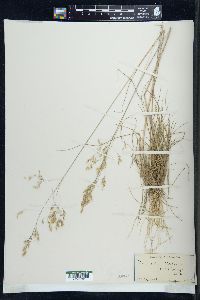 Deschampsia flexuosa image