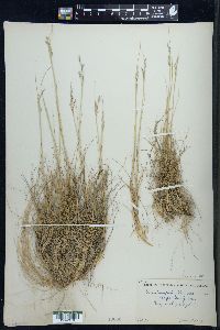 Deschampsia flexuosa image