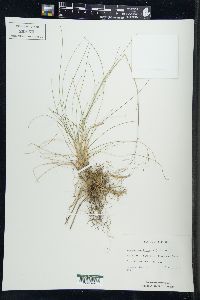 Deschampsia flexuosa image