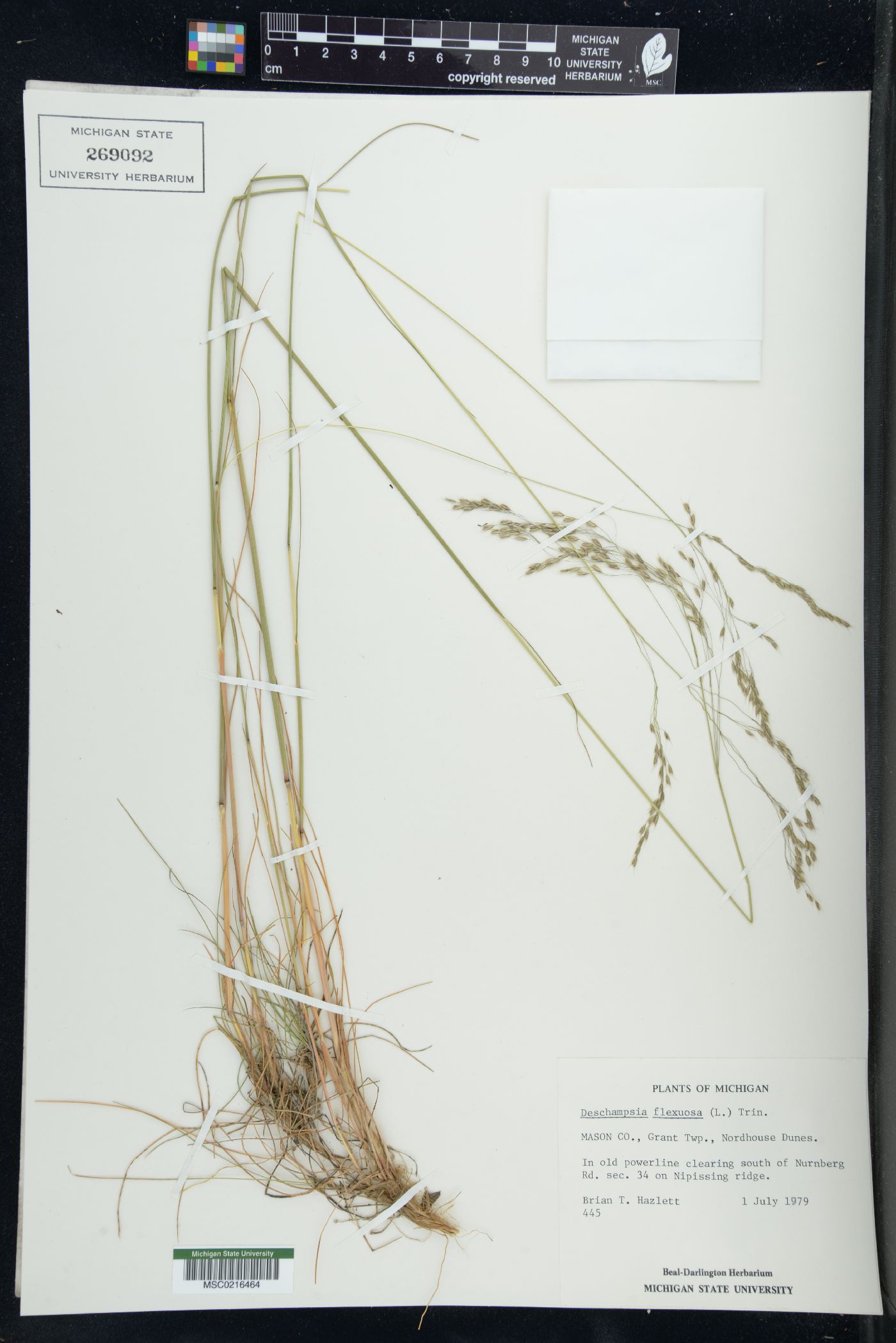 Deschampsia flexuosa image