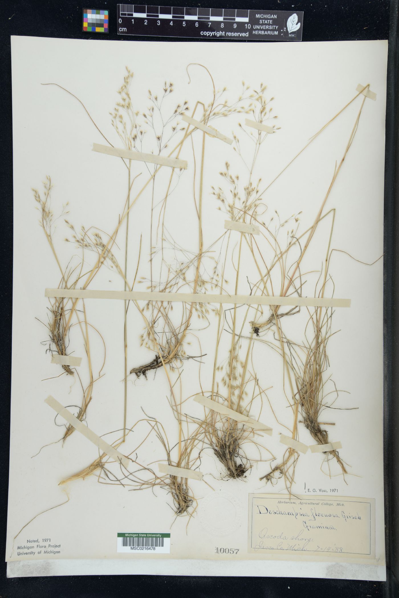 Deschampsia flexuosa image