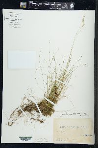 Deschampsia flexuosa image