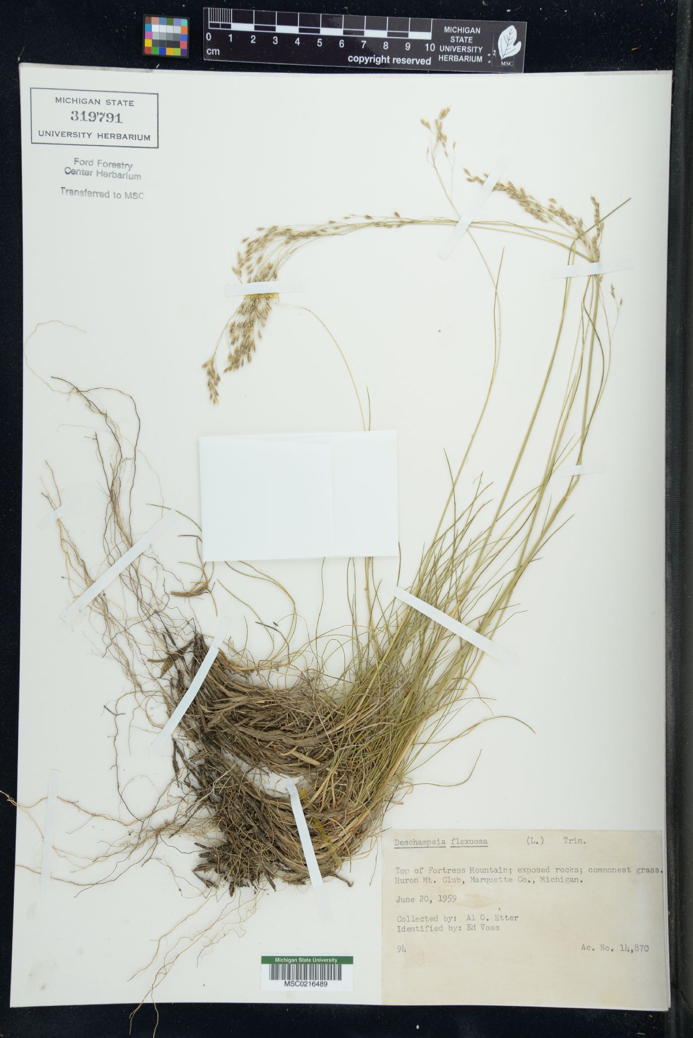 Deschampsia flexuosa image