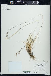 Deschampsia flexuosa image