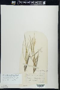 Dichanthelium depauperatum image