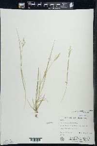 Dichanthelium depauperatum image