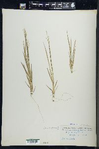 Dichanthelium depauperatum image