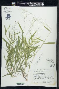 Dichanthelium dichotomum image