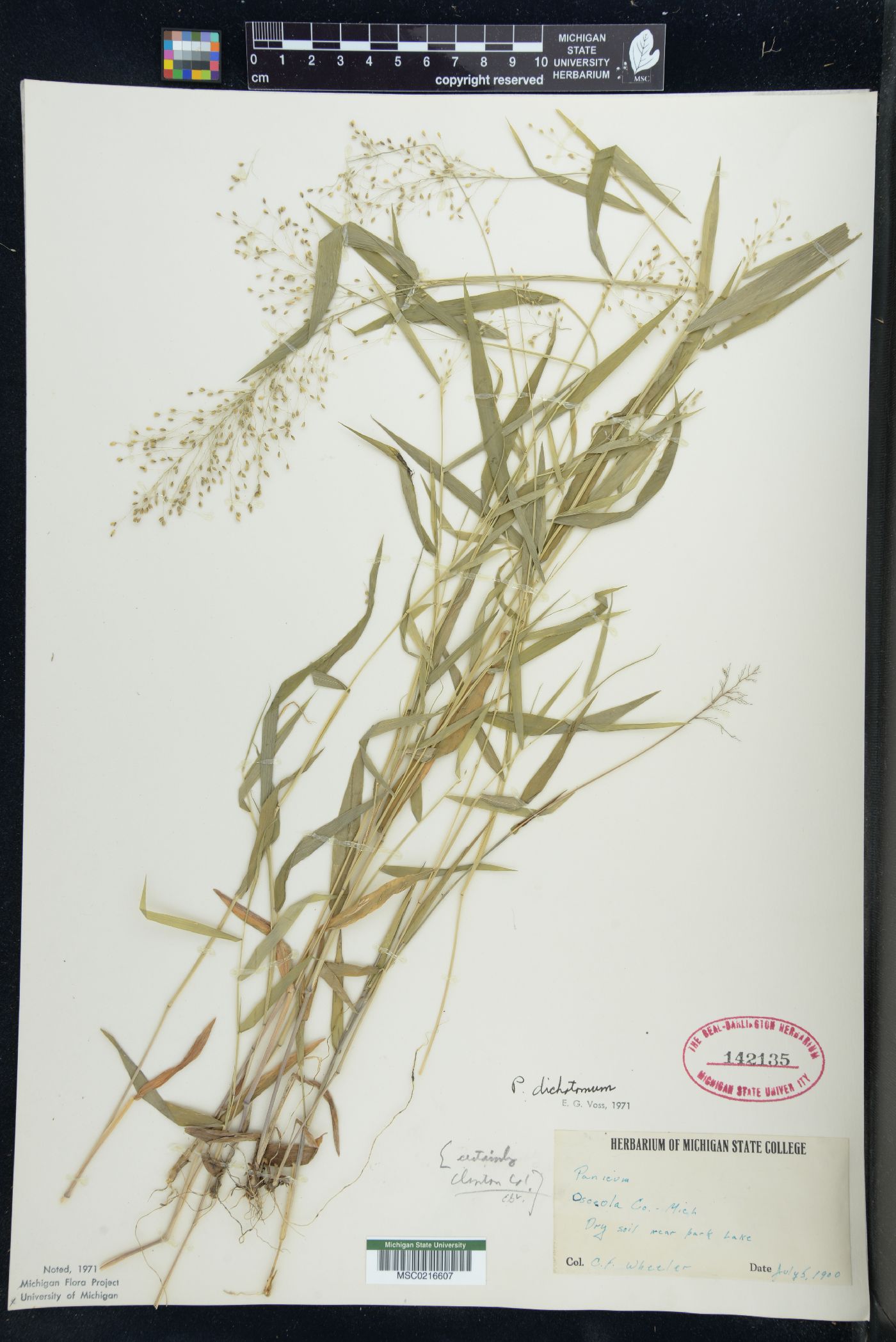 Panicum dichotomum image