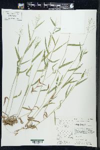 Panicum dichotomum image