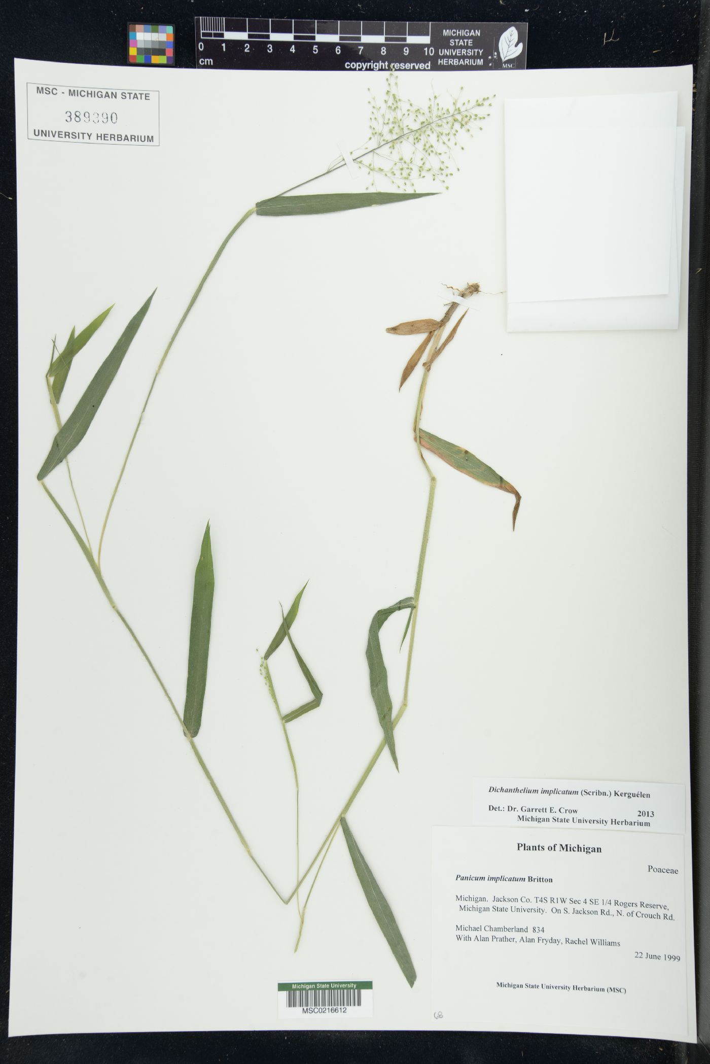 Panicum acuminatum image
