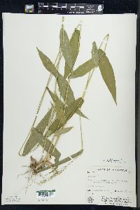 Dichanthelium latifolium image