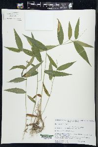 Dichanthelium latifolium image