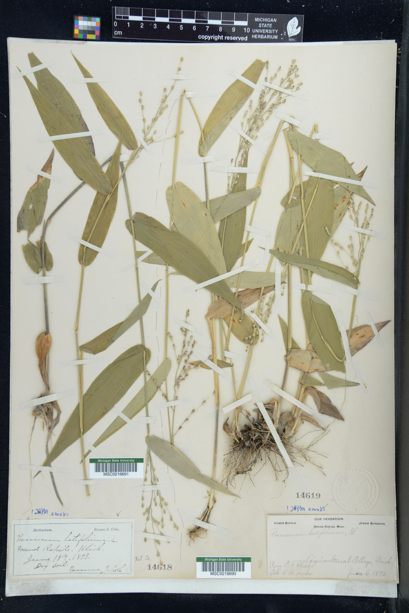 Dichanthelium latifolium image