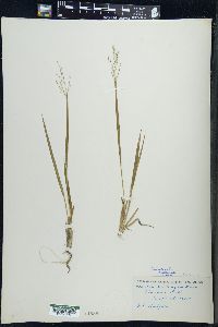 Dichanthelium linearifolium image