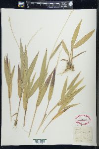 Dichanthelium xanthophysum image