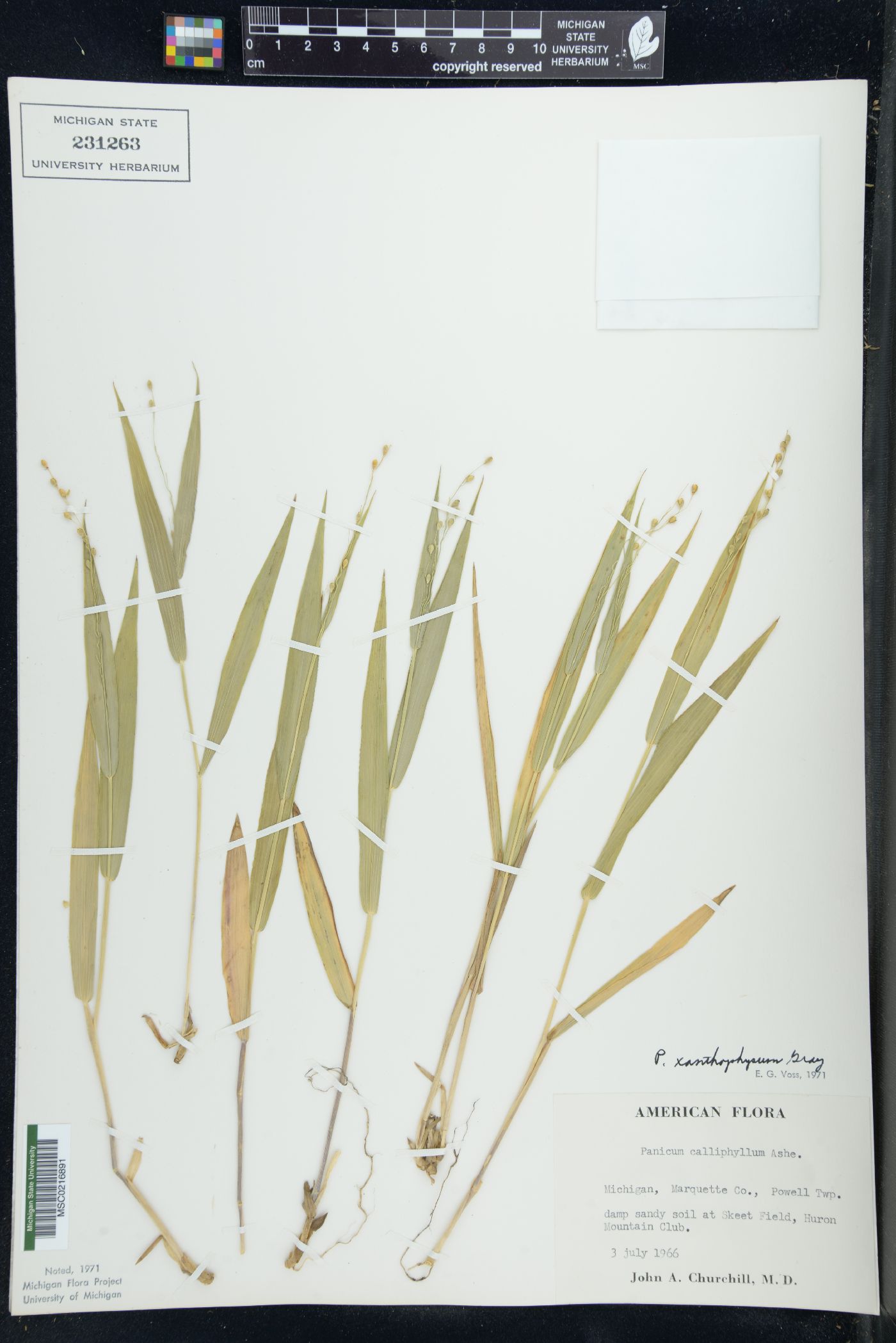 Dichanthelium xanthophysum image