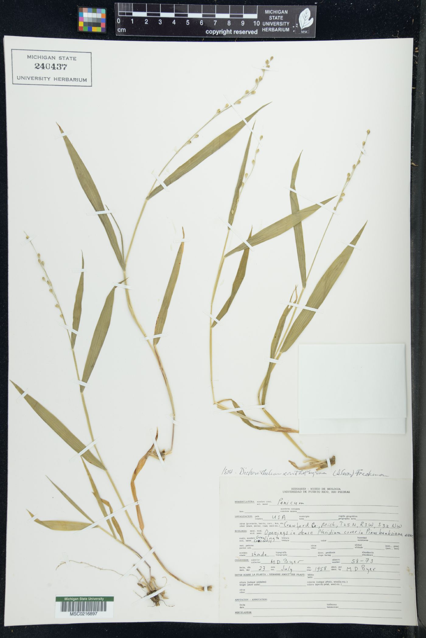 Dichanthelium xanthophysum image