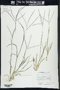 Digitaria ischaemum image