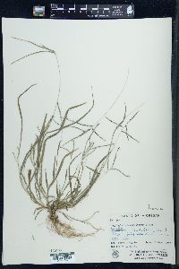 Digitaria ischaemum image