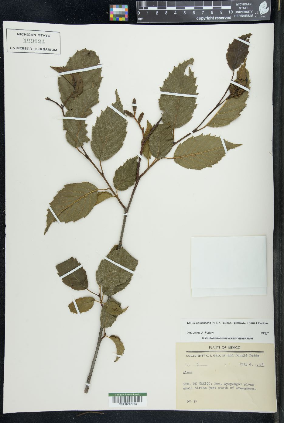 Alnus acuminata image