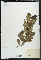 Alnus acuminata image