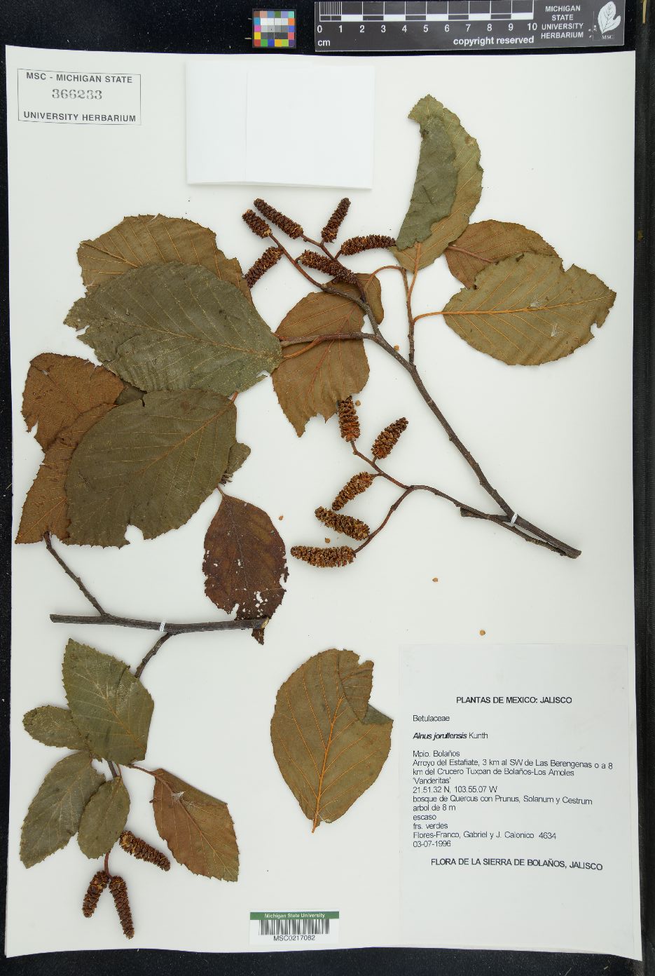 Alnus jorullensis image