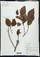 Alnus jorullensis image