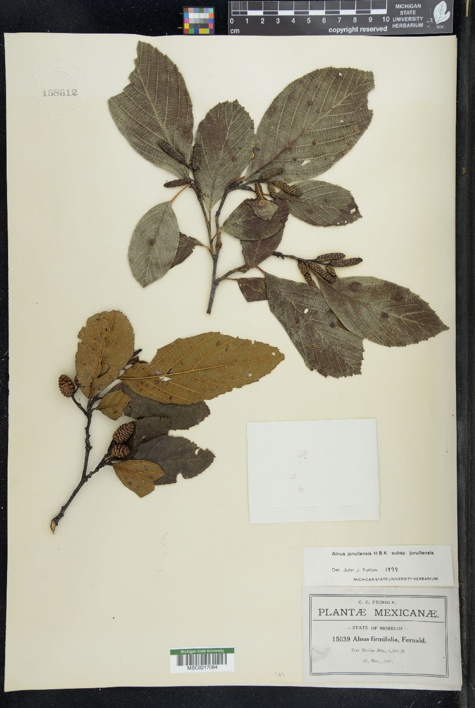 Alnus jorullensis image