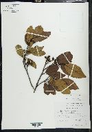 Alnus jorullensis image