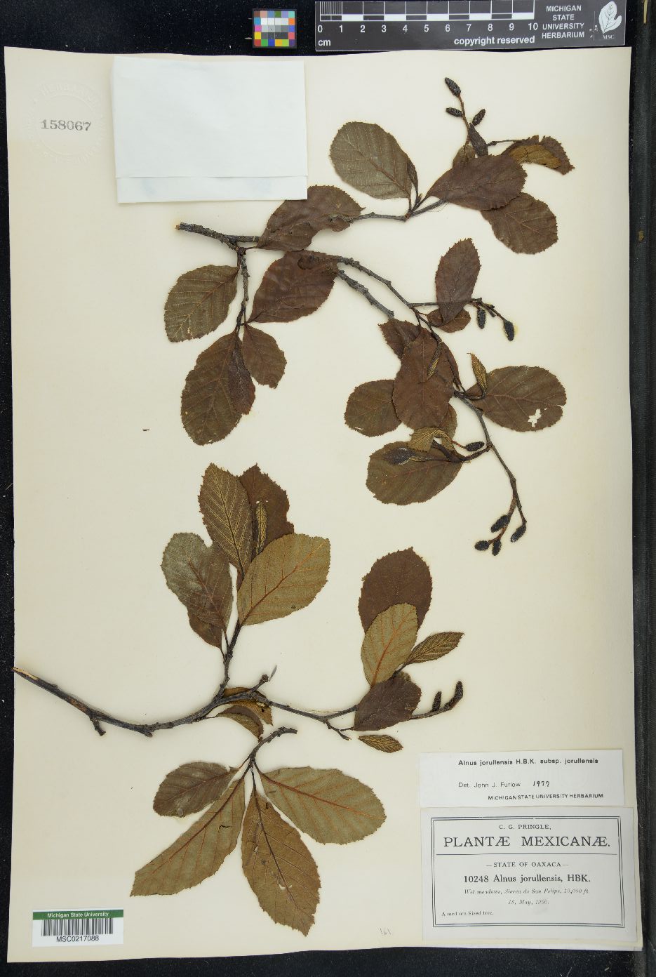 Alnus jorullensis image