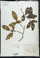 Alnus jorullensis image