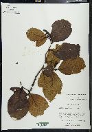 Alnus jorullensis image