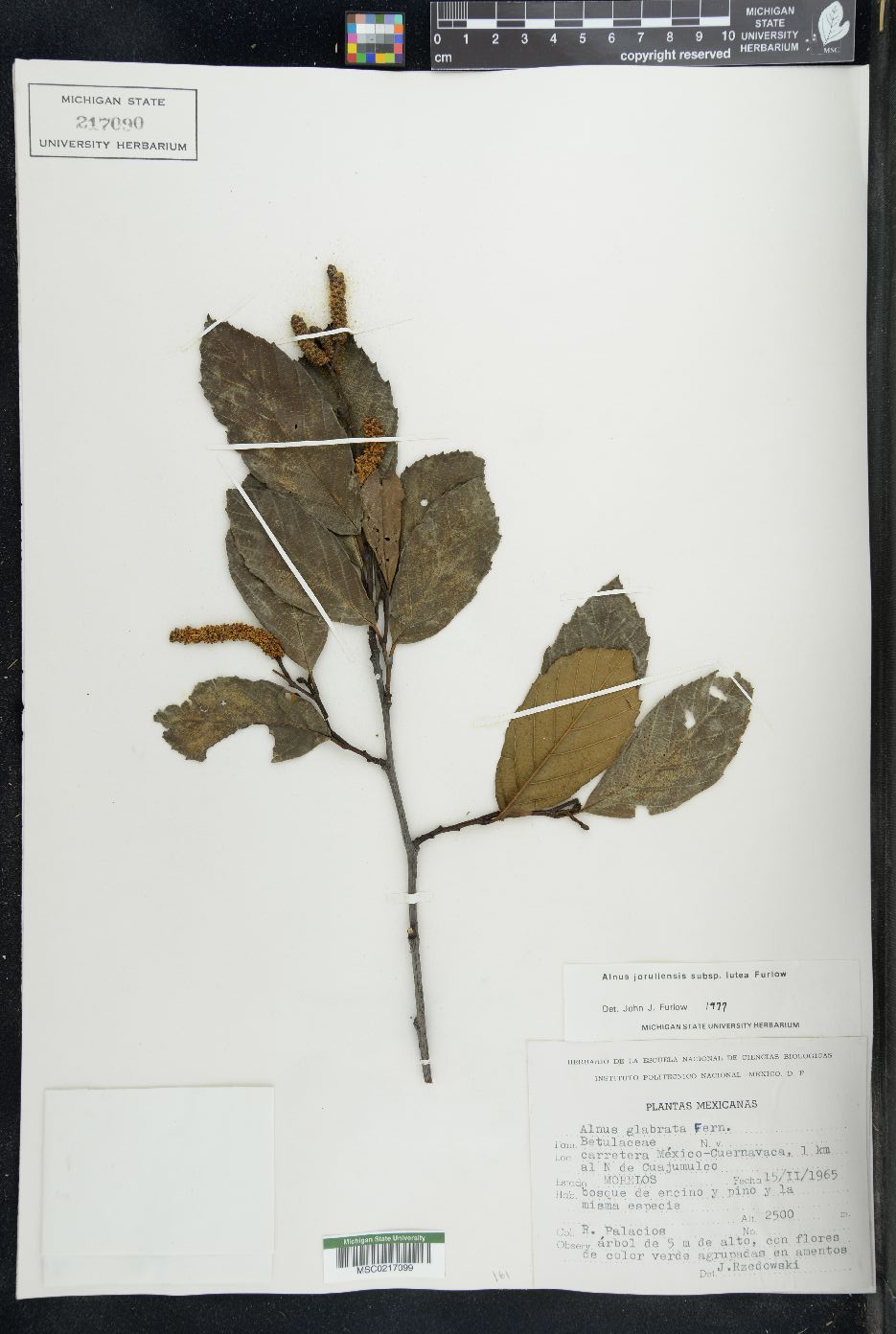 Alnus jorullensis image